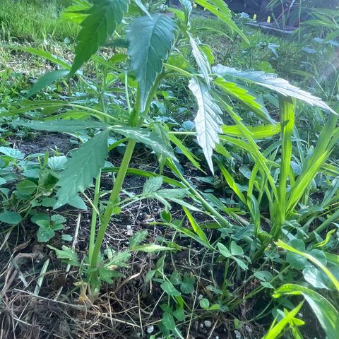 Auto Candy Bubatz Xl #2 growlog timeline photo