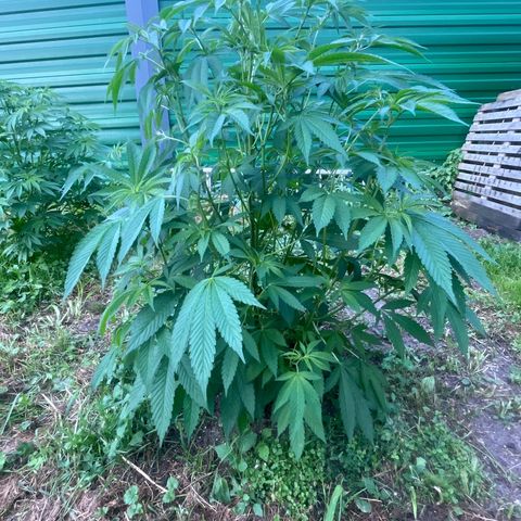 Fruit Cake  #6 growlog timeline photo
