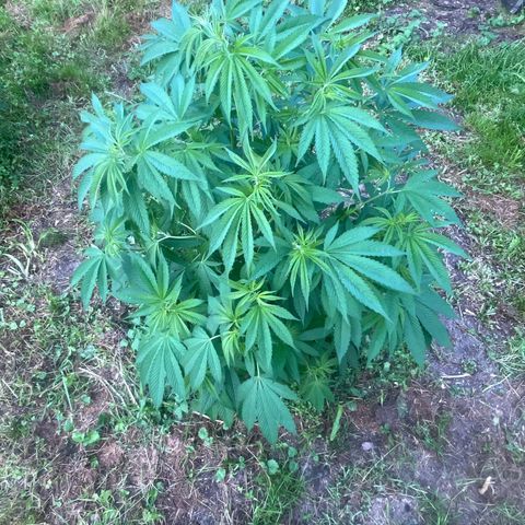 Fruit Cake  #6 growlog timeline photo
