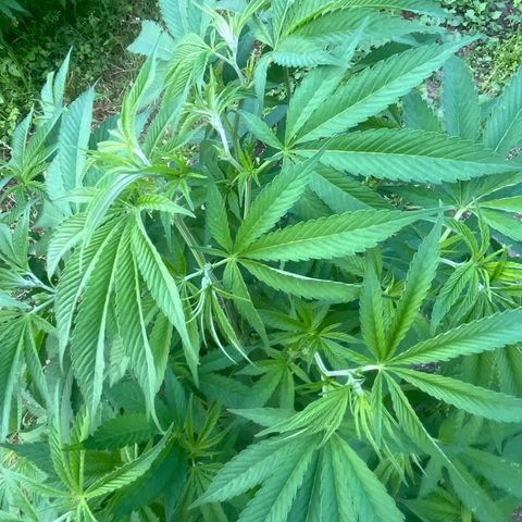 Fruit Cake  #6 growlog timeline photo