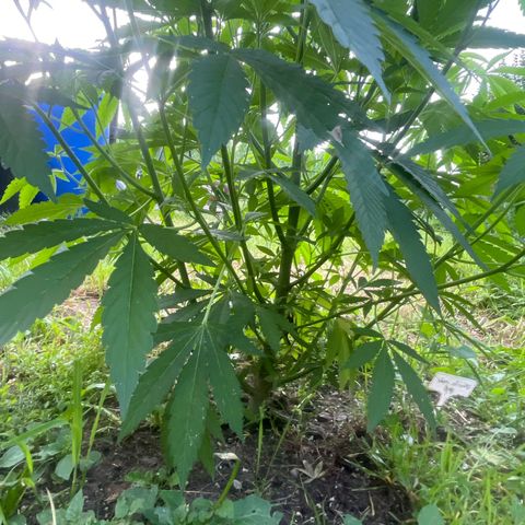 Fruit Cake  #6 growlog timeline photo