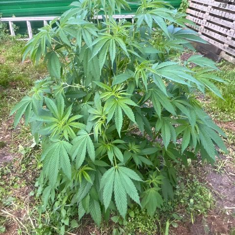 Fruit Cake  #6 growlog timeline photo