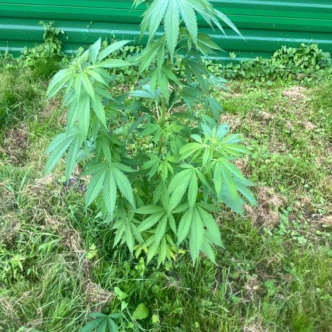 Black Cookies  #1 growlog timeline photo