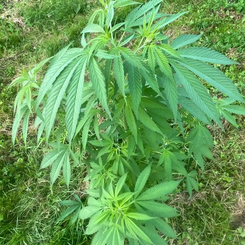 Black Cookies  #1 growlog timeline photo