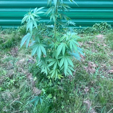 Black Cookies  #1 growlog timeline photo