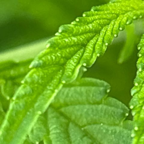 Fruit Cake  #6 growlog timeline photo