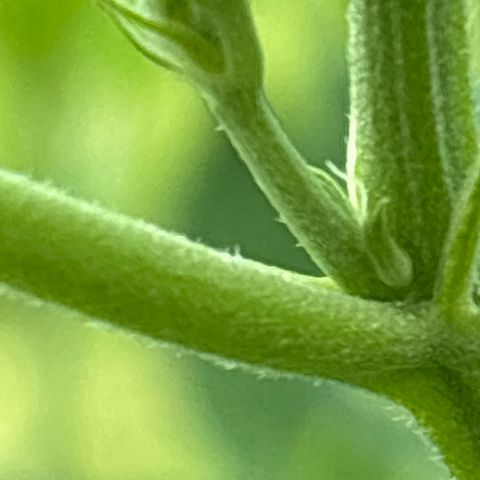 Fruit Cake  #6 growlog timeline photo