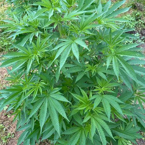 Fruit Cake  #6 growlog timeline photo