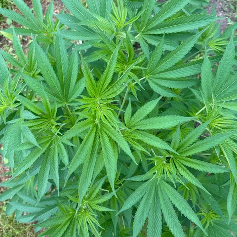 Fruit Cake  #6 growlog timeline photo