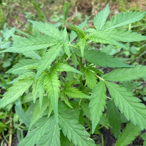 Auto Candy Bubatz Xl #2 growlog timeline photo