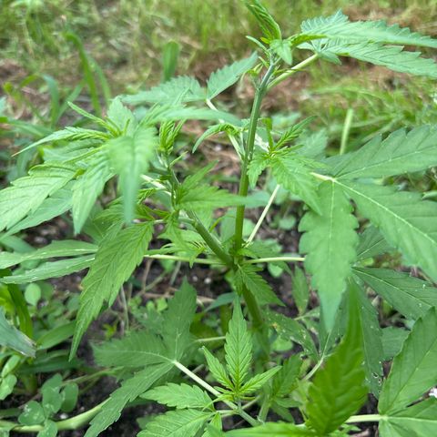 Auto Candy Bubatz Xl #2 growlog timeline photo