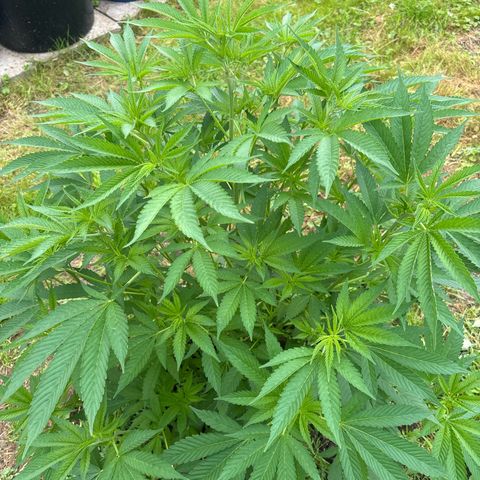 Fruit Cake  #6 growlog timeline photo