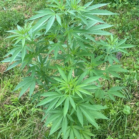 Black Cookies  #1 growlog timeline photo