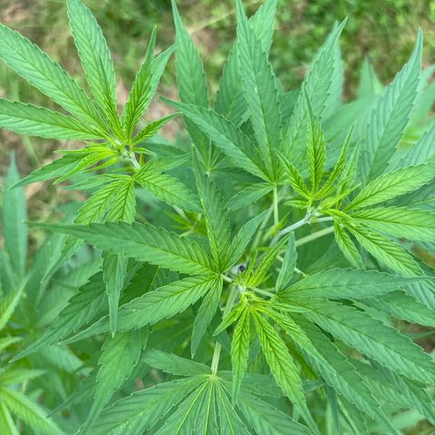Black Cookies  #1 growlog timeline photo
