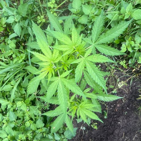 Auto Candy Bubatz Xl #2 growlog timeline photo