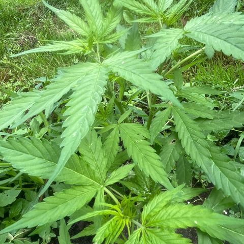 Auto Candy Bubatz Xl #2 growlog timeline photo