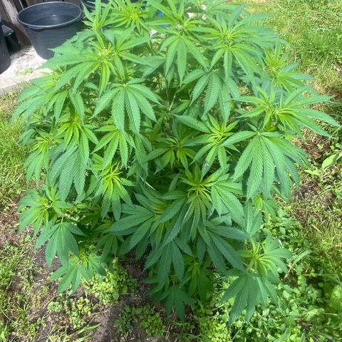 Fruit Cake  #6 growlog timeline photo