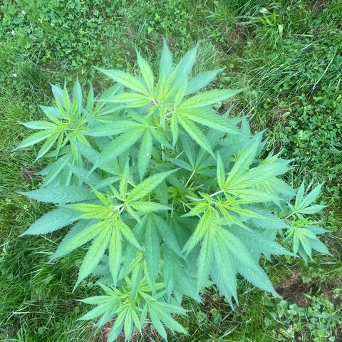 Black Cookies  #1 growlog timeline photo