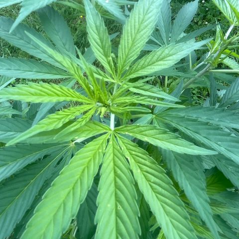 Black Cookies  #1 growlog timeline photo