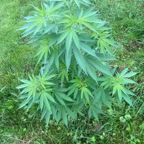 Black Cookies  #1 growlog timeline photo