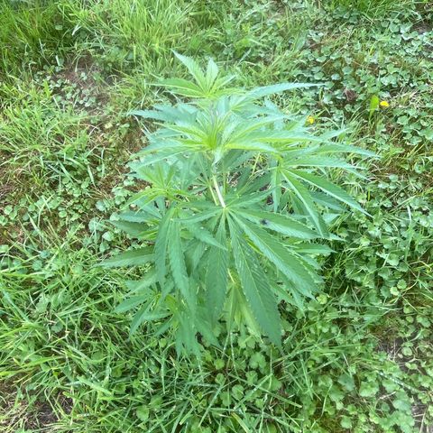Fruit Cake #5 growlog timeline photo