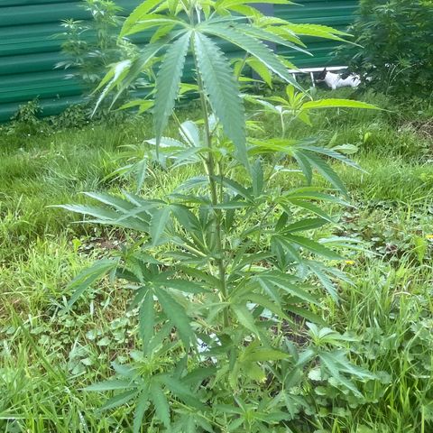 Fruit Cake #5 growlog timeline photo