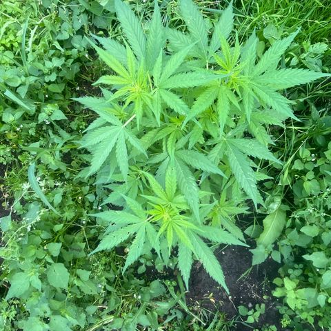 Auto Candy Bubatz Xl #2 growlog timeline photo