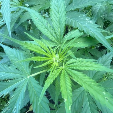 Auto Candy Bubatz Xl #2 growlog timeline photo
