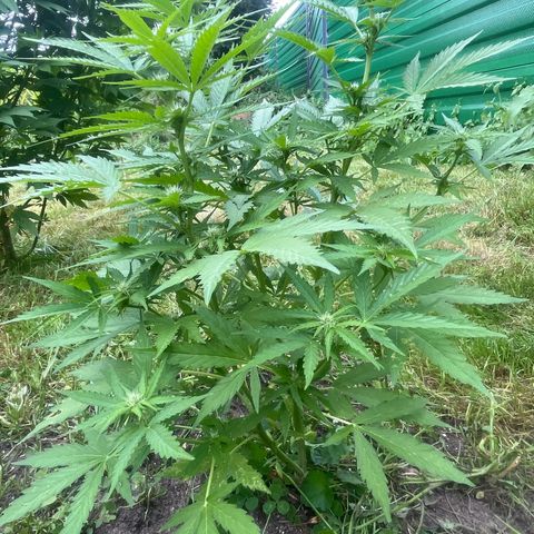 Auto Candy Bubatz Xl #2 growlog timeline photo
