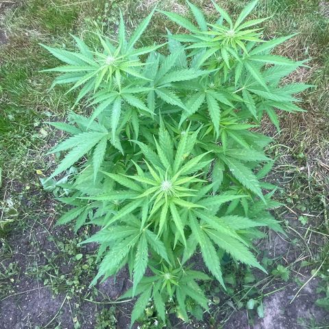 Auto Candy Bubatz Xl #2 growlog timeline photo