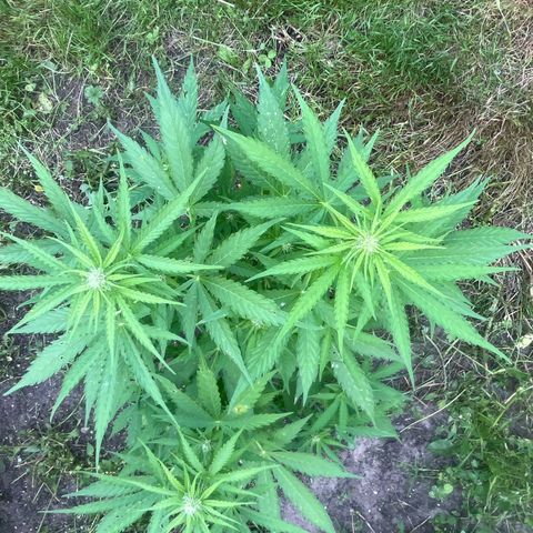 Auto Candy Bubatz Xl #2 growlog timeline photo