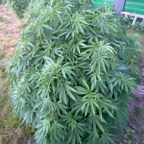 Fruit Cake  #6 growlog timeline photo