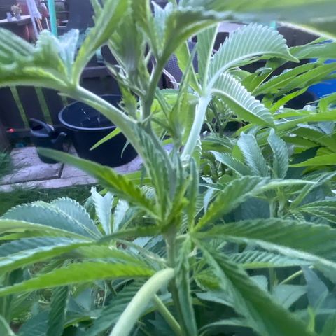 Fruit Cake  #6 growlog timeline photo