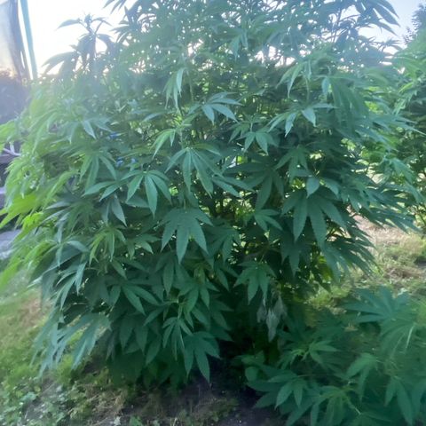 Fruit Cake  #6 growlog timeline photo