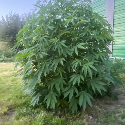Fruit Cake  #6 growlog timeline photo