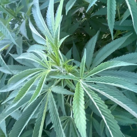 Fruit Cake  #6 growlog timeline photo