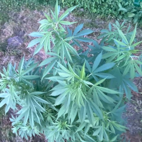 Black Cookies  #1 growlog timeline photo