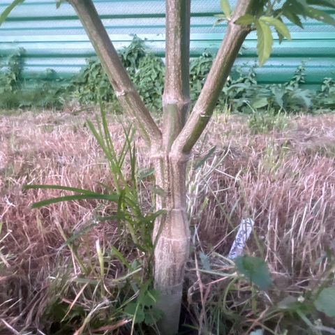 Black Cookies  #1 growlog timeline photo
