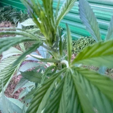 Black Cookies  #1 growlog timeline photo