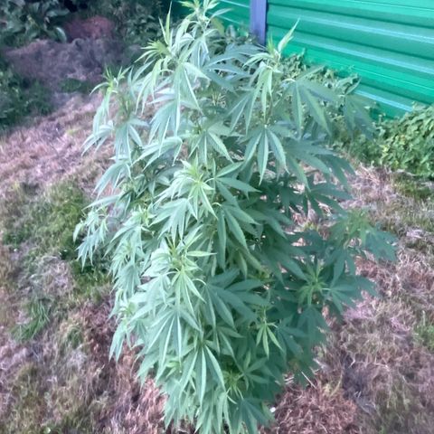 Black Cookies  #1 growlog timeline photo