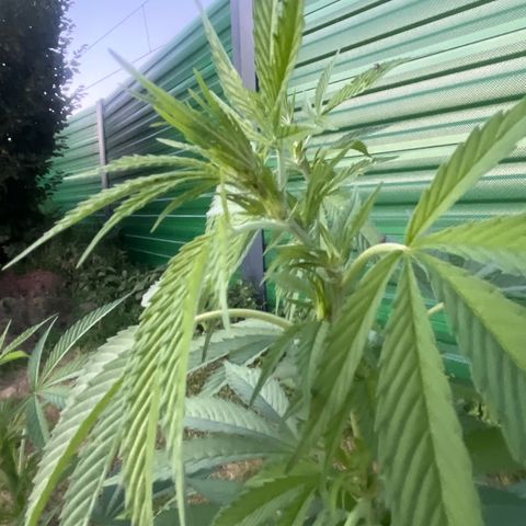 Black Cookies  #1 growlog timeline photo