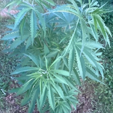 Fruit Cake #5 growlog timeline photo