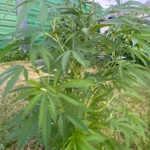 Fruit Cake #5 growlog timeline photo