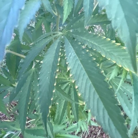 Fruit Cake #5 growlog timeline photo