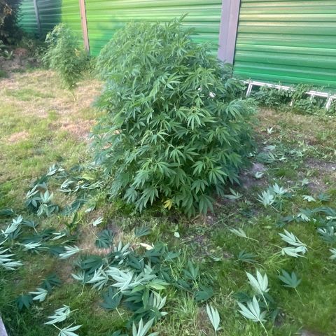 Fruit Cake  #6 growlog timeline photo