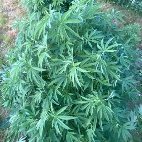 Fruit Cake  #6 growlog timeline photo