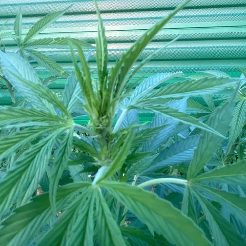 Black Cookies  #1 growlog timeline photo