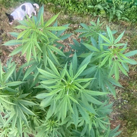 Black Cookies  #1 growlog timeline photo