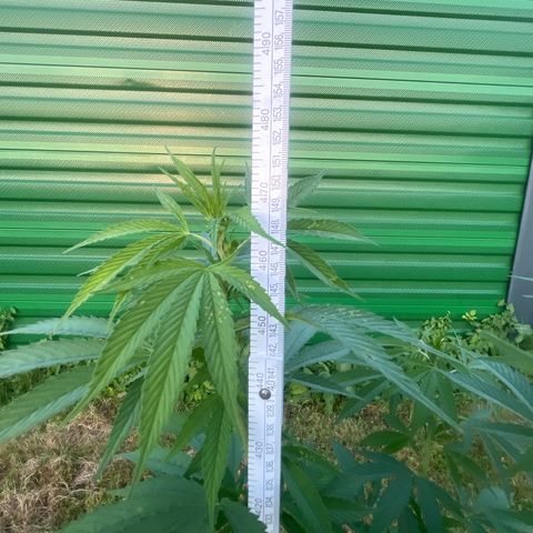 Black Cookies  #1 growlog timeline photo