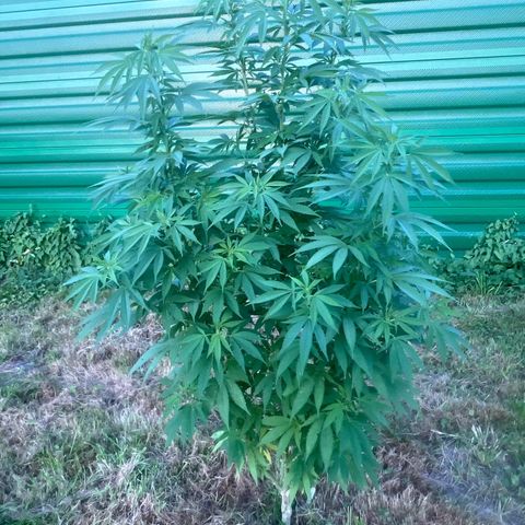 Black Cookies  #1 growlog timeline photo